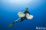 Nautilus schelp (Nautilus pompilius)