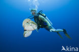 Nautilus schelp (Nautilus pompilius)