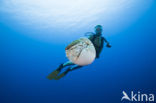 Chambered nautilus