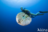 Nautilus schelp (Nautilus pompilius)