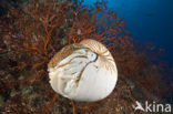 Nautilus schelp (Nautilus pompilius)