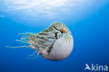 Nautilus schelp (Nautilus pompilius)