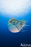 Nautilus schelp (Nautilus pompilius)