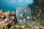 Nautilus schelp (Nautilus belauensis)