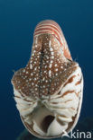 Palau nautilus