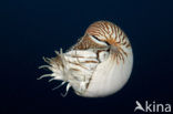 Palau nautilus