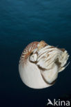 Nautilus schelp (Nautilus belauensis)