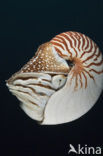 Nautilus schelp (Nautilus belauensis)