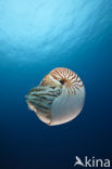 Nautilus schelp (Nautilus belauensis)