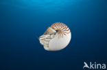 Palau nautilus