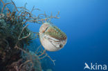 Nautilus schelp (Nautilus belauensis)