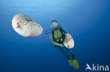 Nautilus schelp (Nautilus belauensis)