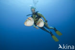 Nautilus schelp (Nautilus belauensis)