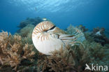 Nautilus schelp (Nautilus belauensis)