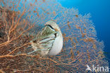 Nautilus schelp (Nautilus belauensis)