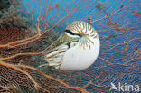 Palau nautilus