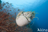 Nautilus schelp (Nautilus belauensis)