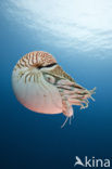 Nautilus schelp (Nautilus belauensis)