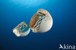 Nautilus schelp (Nautilus belauensis)