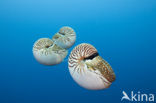 Palau nautilus