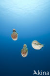 Nautilus schelp (Nautilus belauensis)