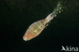 Ember parrotfish (Scarus rubroviolaceus)