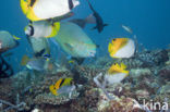 Neusbult papegaaivis (Scarus rubroviolaceus)