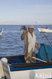 Long Finned Squid