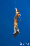 Noordse pijlinktvis (Loligo forbesii)