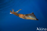 Long Finned Squid