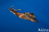 Long Finned Squid