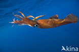 Long Finned Squid