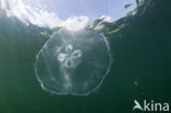 moon jelly