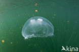 moon jelly