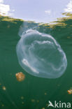 moon jelly