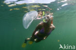 moon jelly