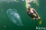 moon jelly