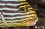 Oosterse diklipvis (Plectorhinchus vittatus)