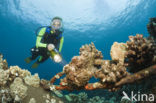 Giant Frogfish (Antennarius commersonii)