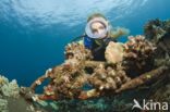 Giant Frogfish (Antennarius commersonii)