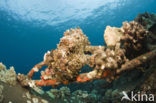 Giant Frogfish (Antennarius commersonii)