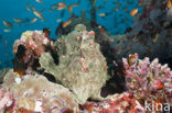 Giant Frogfish (Antennarius commersonii)