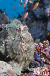 Giant Frogfish (Antennarius commersonii)