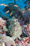 Giant Frogfish (Antennarius commersonii)