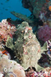 Giant Frogfish (Antennarius commersonii)