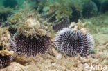 violet sea urchin (Sphaerechinus granularis)