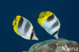 Pacific double-saddle butterflyfish (Chaetodon ulietensis)