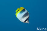 Pacific double-saddle butterflyfish (Chaetodon ulietensis)