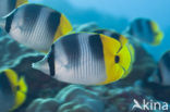 Pacific double-saddle butterflyfish (Chaetodon ulietensis)