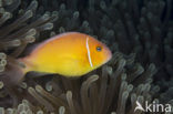 Pacific double-saddle butterflyfish (Chaetodon ulietensis)